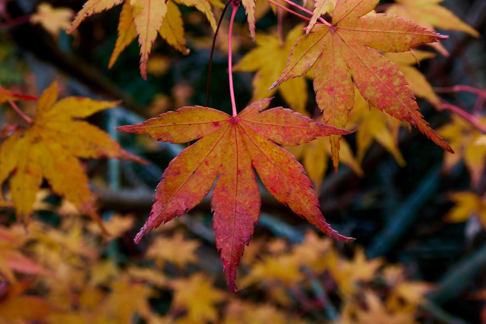 「秋の日々」をテーマに投稿写真を募集します！ イメージ画像