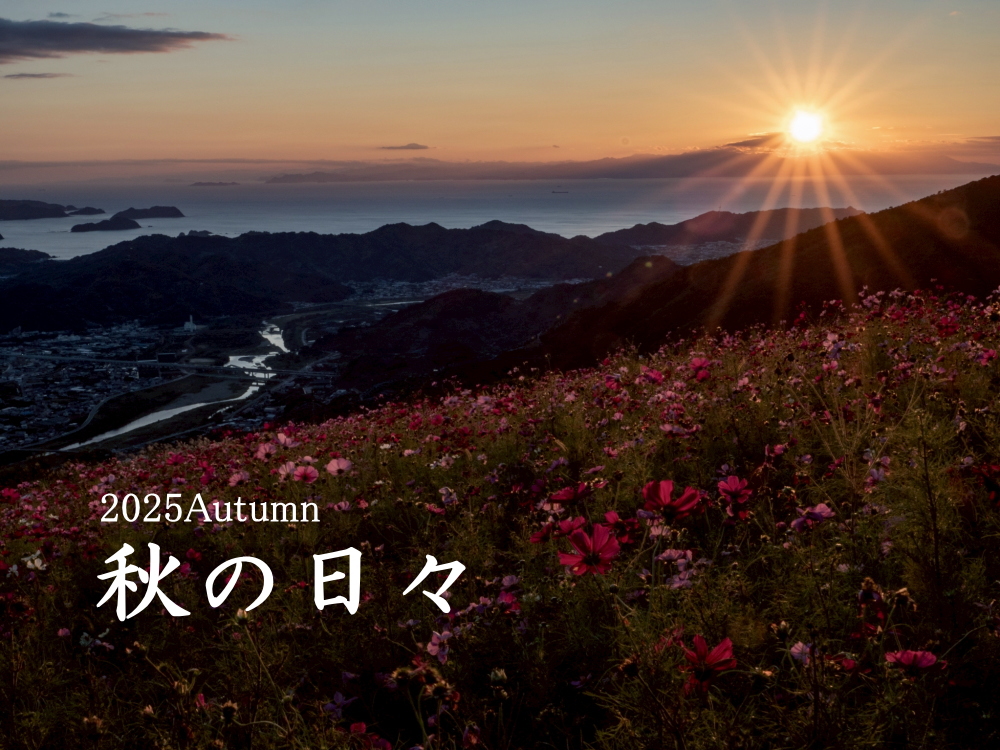 【2025秋のテーマ】秋の日々　動画完成しました！ イメージ画像